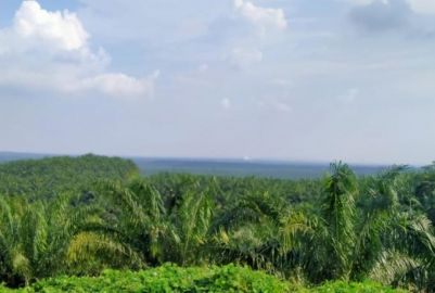 546 HA Tanah Masyarakat Diserahkan Secara Ilegal, PT EDI Dituntut Bertanggungjawab Penuh