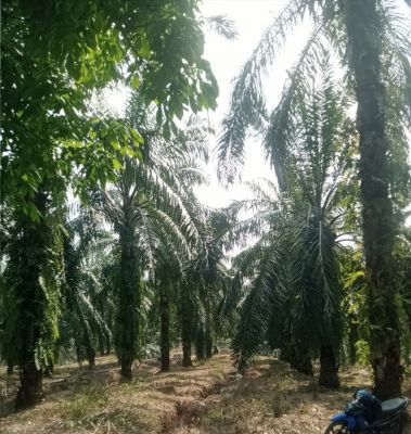HUT ke-81 RI, Semangat Kebangsaan Menggema di Desa Kota Intan