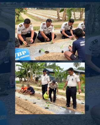 Lapas Pasir Pangarayan Tanam 850 Terong Ungu, Perkuat Kemandirian Warga Binaan