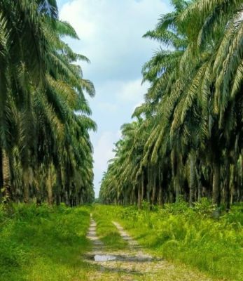Menyoal 546 Hektar Diklaim Negara, Astra Agro Lestari Dituntut Bertanggungjawab