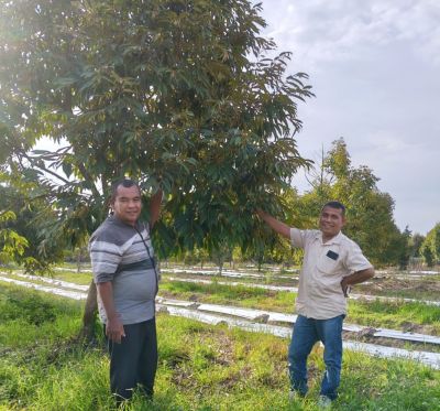 Penting Untuk Dinspirasi Desa Lain, Tanah Kas Desa Pasir Indah Manfaatkan Tanaman Durian Unggul