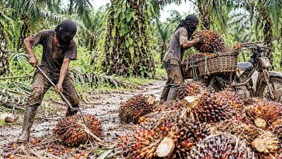 PTPN IV Regional III Dukung Tegas Kapolri Jenderal Suyudi Ario Seto, Gebrak Kampung Narkoba Di Wilayah nya Yang Kerap Berkaitan Kasus Pencurian Hasil Perkebuna