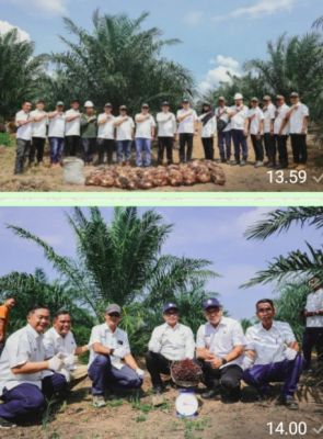 Region Head PTPN IV Regional III Bambang Budi Santoso Buktikan Replanting Sawit 2,5 Tahun Tembus 7,83 Ton/Ha Di Rohul